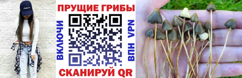 Псилоцибиновые грибы GOLDEN TEACHER Лебедянь